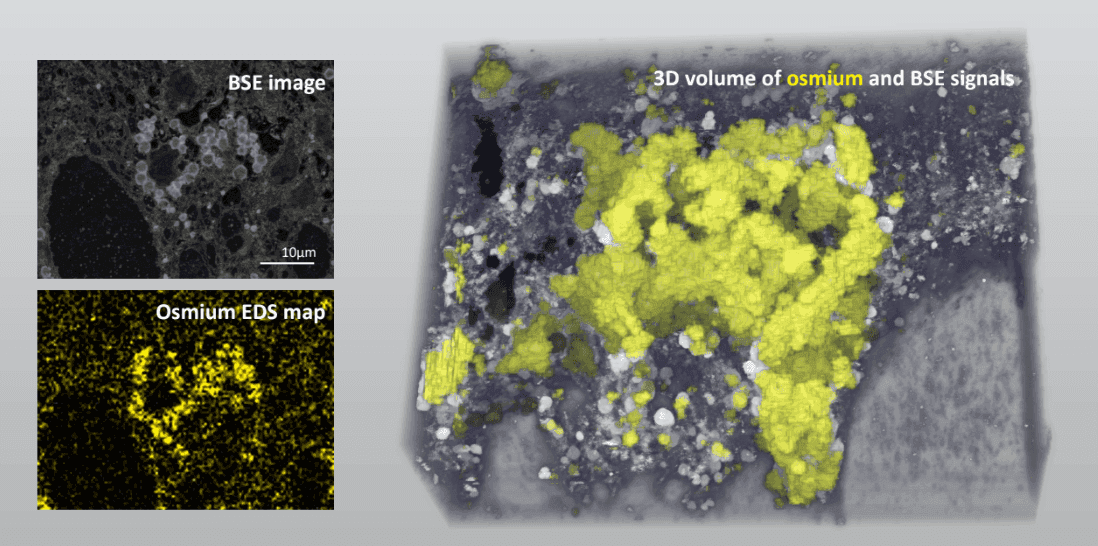 Energy Dispersive X-ray Spectrometry in Combination with 3D SEM Facilitates the Identification and Segmentation of Cells and Organelles