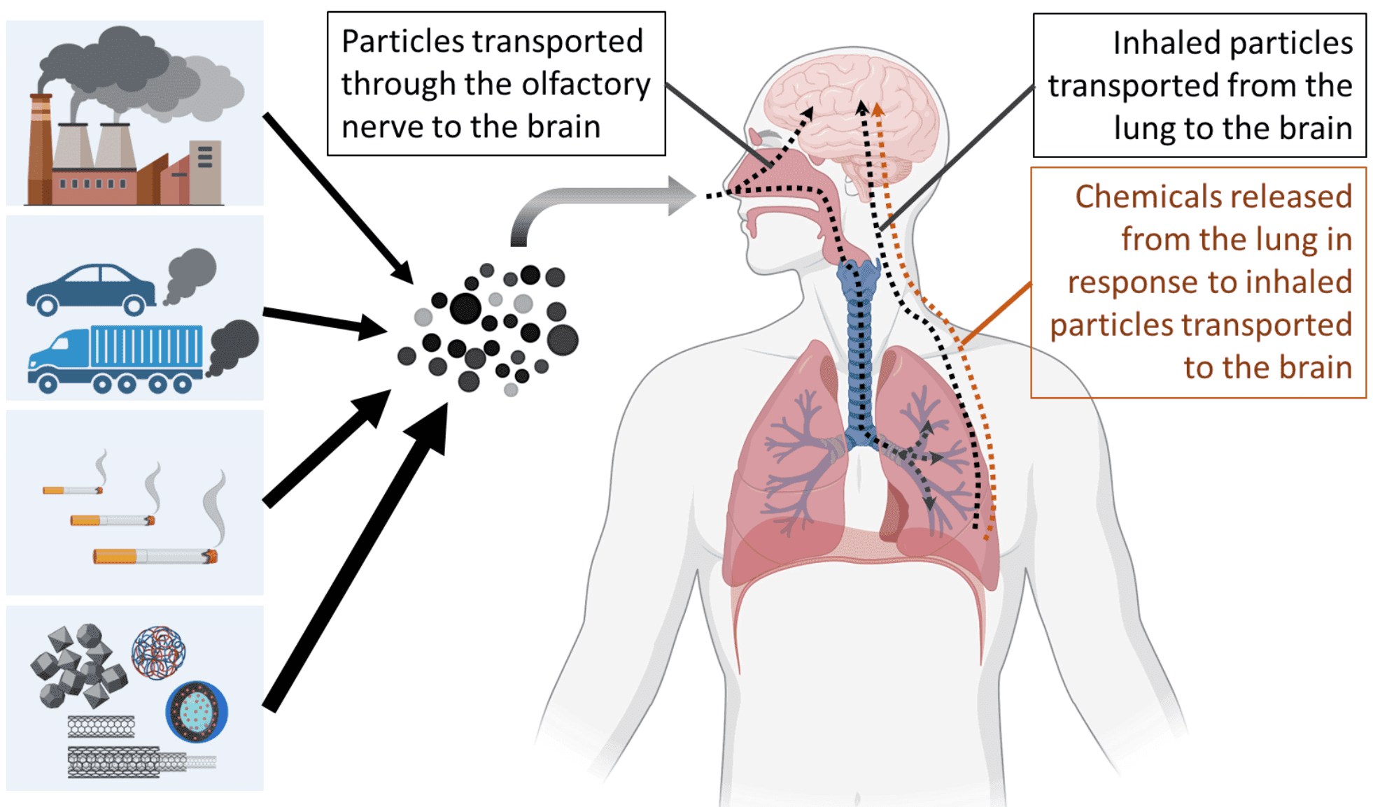 Enhancing FIB-SEM with katana microtome. A Correlative EM Workflow with FIB, SBF and Light Microscopy
