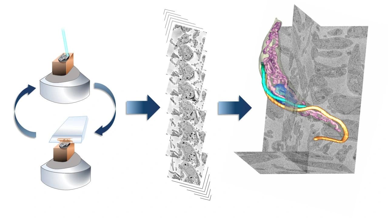 SBF-SEM pin-and-knife cutting geometry