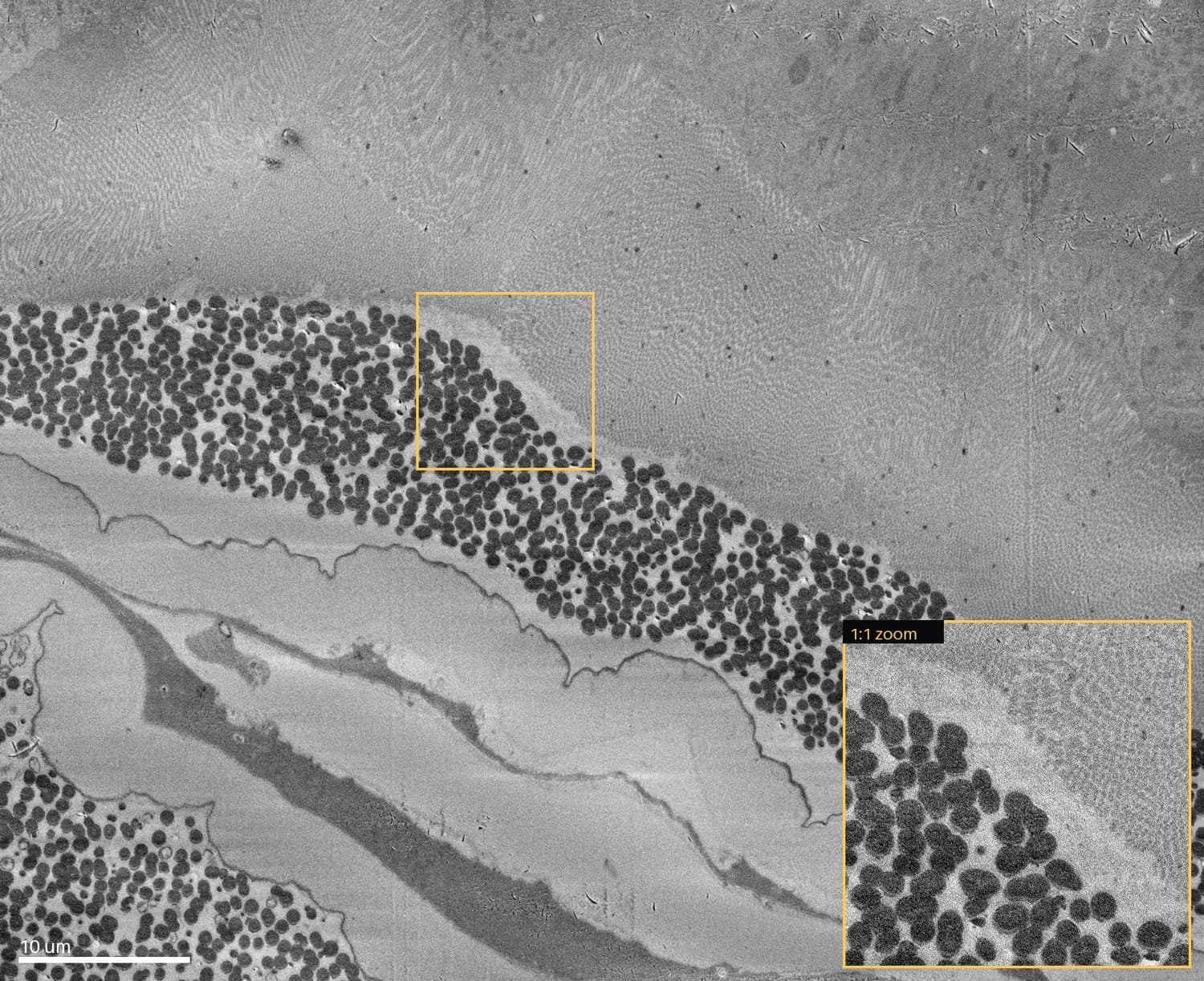 Cycle 278 at 20 nm/px with a 1:1-pixel inset of the granule band
