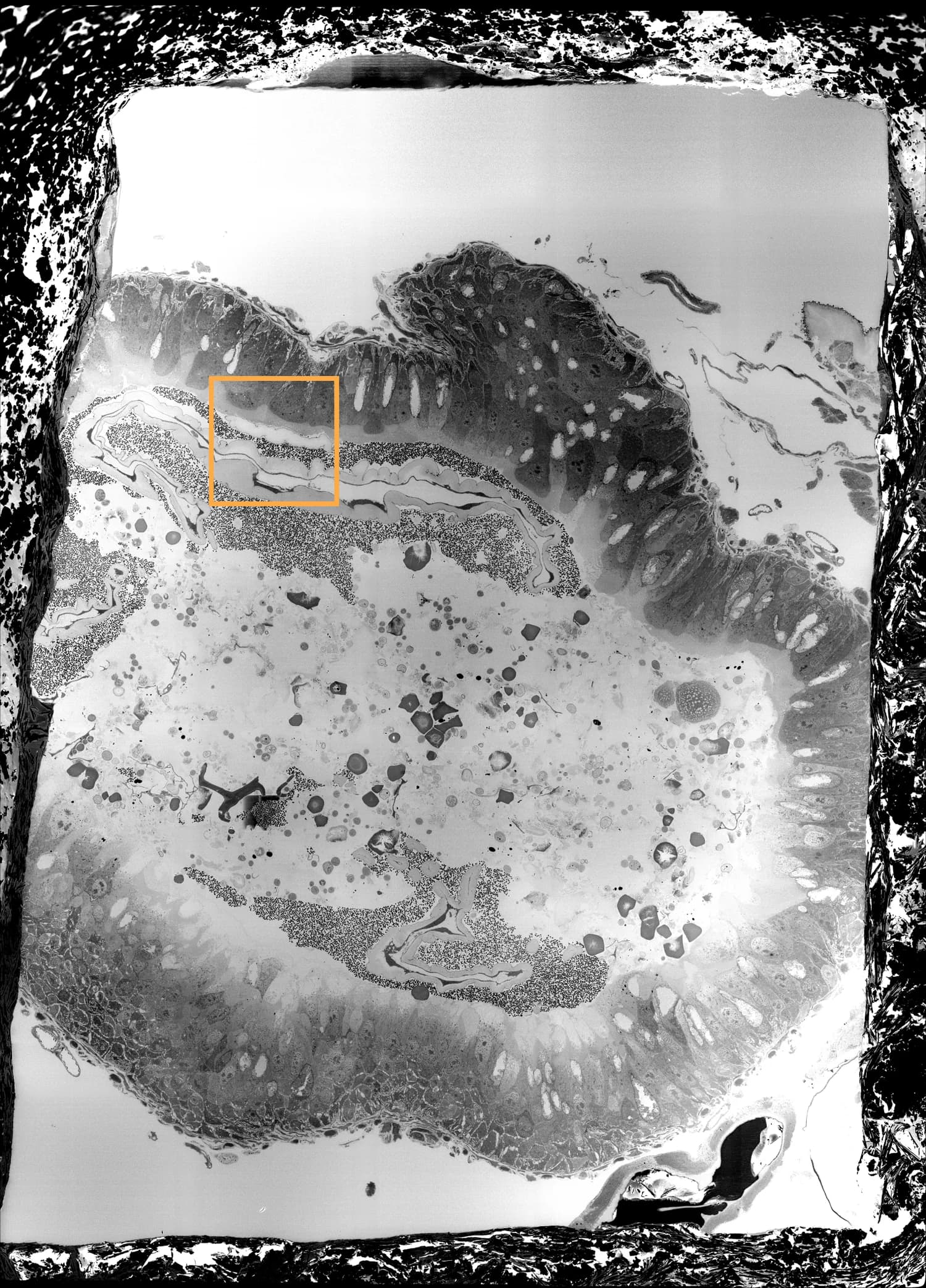 The high-resolution tile located within the main mosaic
