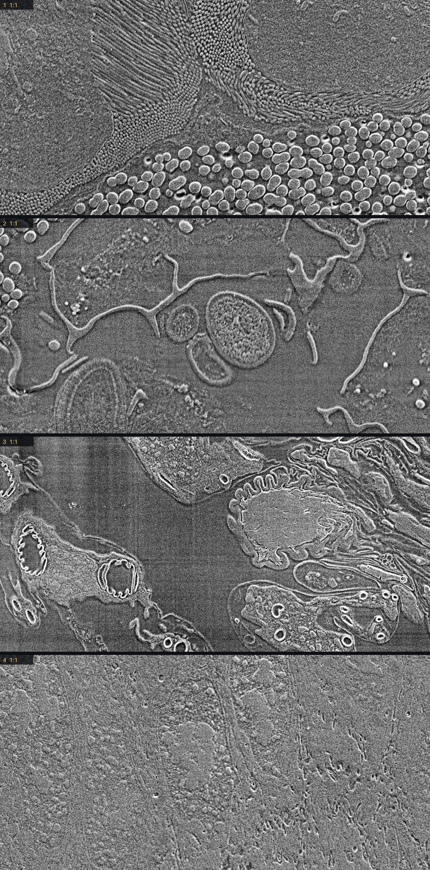 Four 1:1 crops from the marked regions of the cut face